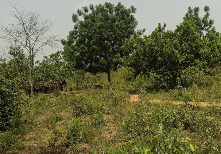 Hectares avec titre foncier à vendre à Ouidah Ouesse Dossinnou