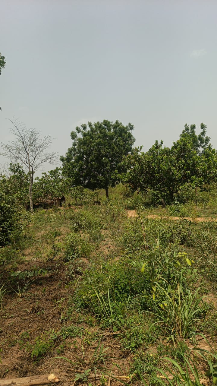 Hectares avec titre foncier à vendre à Ouidah Ouesse Dossinnou