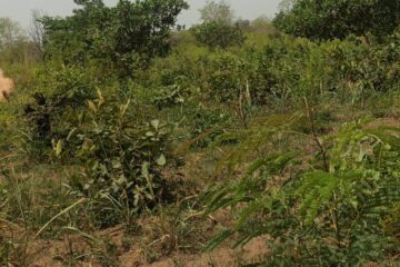 Des parcelles de 400 m² chacune, situées dans la ruelle du Bar Restaurant Houdji, en face du Lycée Medji Sékou