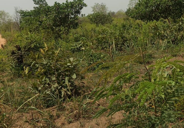 Des parcelles de 400 m² chacune, situées dans la ruelle du Bar Restaurant Houdji, en face du Lycée Medji Sékou