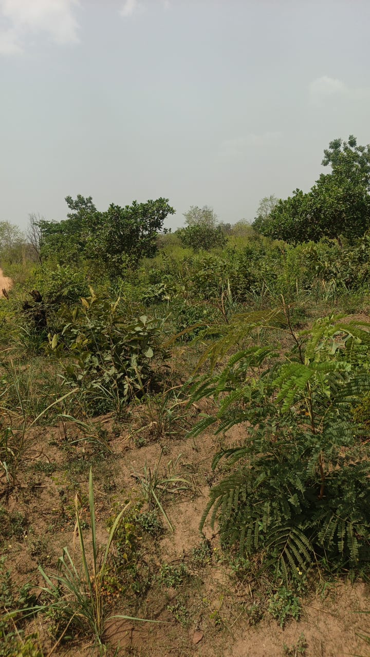 Des parcelles de 400 m² chacune, situées dans la ruelle du Bar Restaurant Houdji, en face du Lycée Medji Sékou