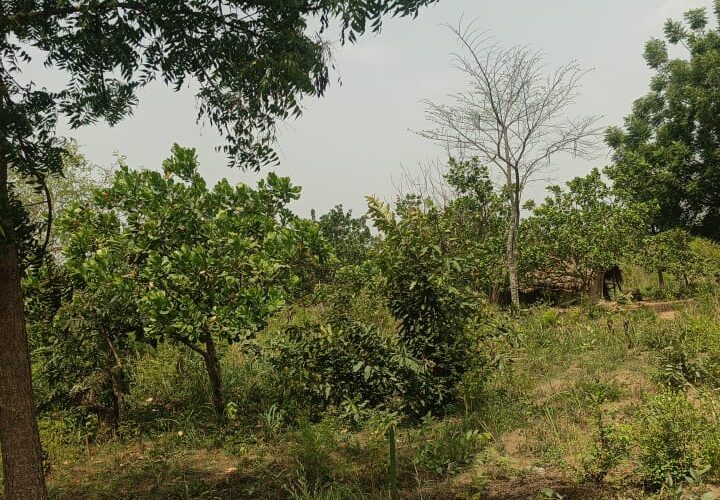 Hectares à vendre à Kétou Idigny Igbo Igana avec la décision de justice