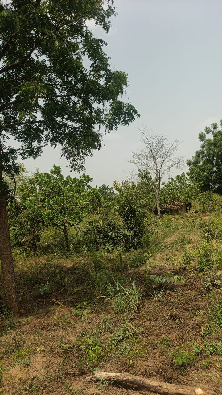 Hectares à vendre à Kétou Idigny Igbo Igana avec la décision de justice