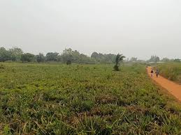 Parcelles de 350m² avec titre foncier global à Calavi Ouedo KPOSSIDJA